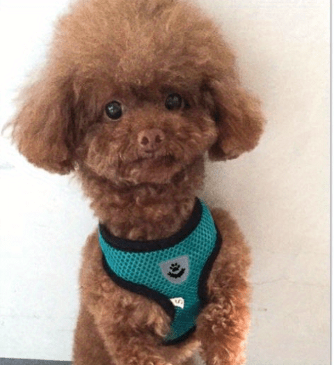 Comfy Pet Walking Gear